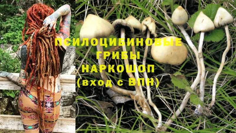 Галлюциногенные грибы Psilocybe  наркотики  гидра как зайти  Новошахтинск 